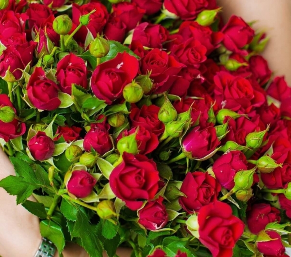 Красная кустовая роза