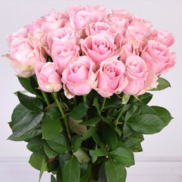 Роза Pink Avalanche (Россия)