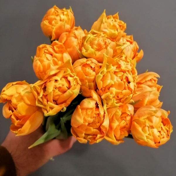 Тюльпан Monte Orange