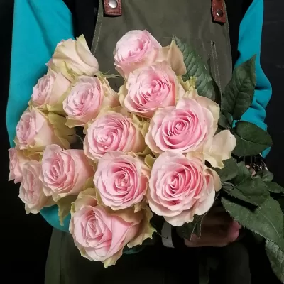 Роза Frutetto: Эквадорская нежно-розовая роза, премиальный сорт. 